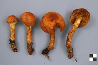 Cortinarius rubellus image